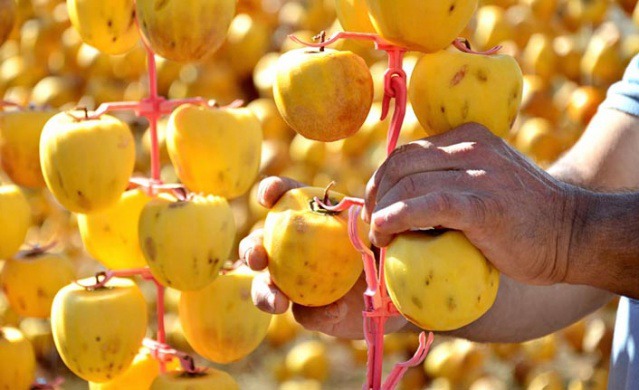 When this fruit is dried, its value increases 10 times and has become an industry.