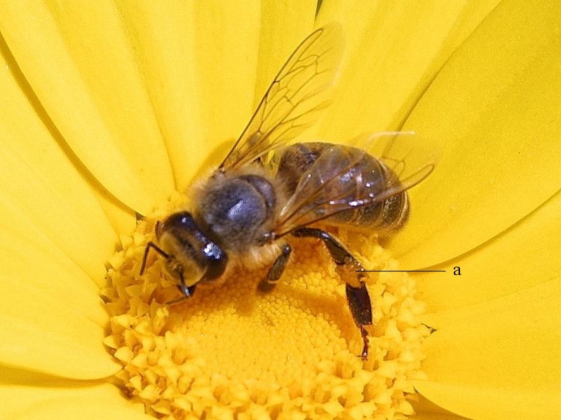 Importance of beekeeping in Turkey: